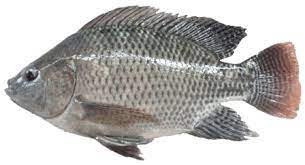 Ikan Nila
